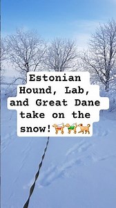 ​Estonian Hound, Lab, and Great Dane take on the snow! #funny #dog