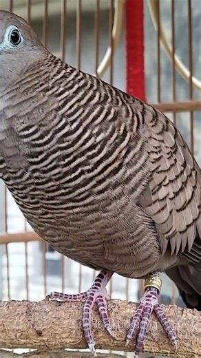 Perkutut lokal gacor Ampuh Untuk pancingan agar Perkutut Cepat Bunyi #shorts