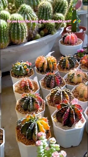 Unique Colorful Cactus Varieties 🌈🌵| Moon Cactus Garden Tour