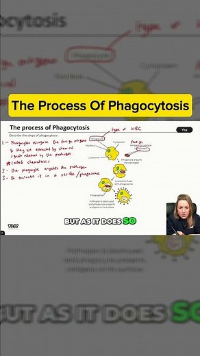 The Process Of Phagocytosis