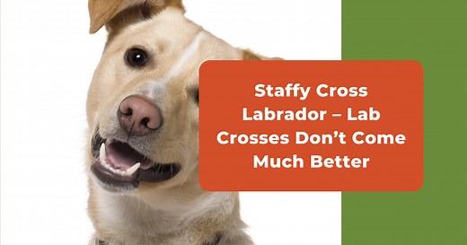 Staffy Cross Labrador (Staffador) | Ultimate Guide | Dogsbarn