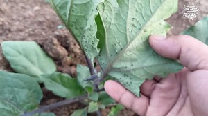 1M views · 21K reactions | Solution for Insect Pest of Eggplant(Thrips, Aphids, Mites,etc.) Natural and Chemical Control | Farmer ang Magulang ko | Facebook