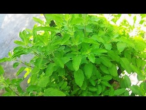 పిల్లలు పుడితే కావ్య ఆరోగ్యానికి ఎలాంటి ప్రమాదం లేదని చెప్పిన డాక్టర్