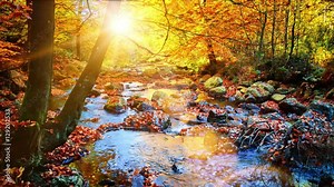 Autumn landscape with forest stream. Fall (autumn) nature background
