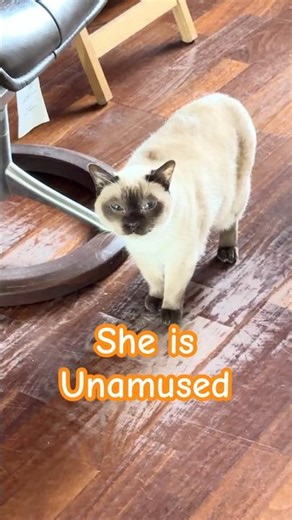 The Princess is ￼Displeased 😄👑😼