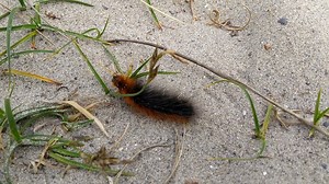 Garden Tiger Moth caterpillar in a hurry on the beach this morning. 😀 | Ireland's Wildlife