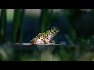 Frog Noises | Free Sound Effects | Animal Sounds