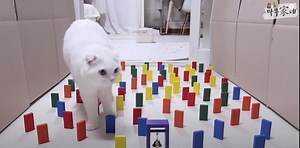 Plot twist - these cats didn't win this obstacle challenge → https://yt.be/SJkL | YouTube
