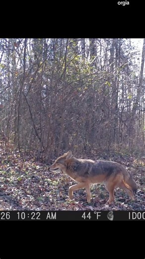 Hunters on the prowl.