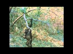 The Chimps of Gombe Part 7