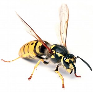 Wasp Exterminator - Calgary - Peregrine Pest Control