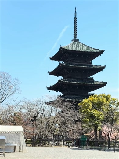 2026年3月17日 【京都の桜🌸】訪日外国人客が満喫する世界遺産東寺の河津桜🌸が見頃 Toji Temple, Kyoto #01