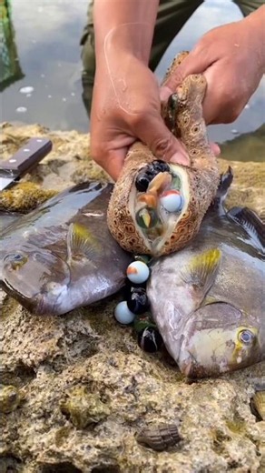 Fish Ke Andar Paye Jane Vale Sabse MahaHga Chij