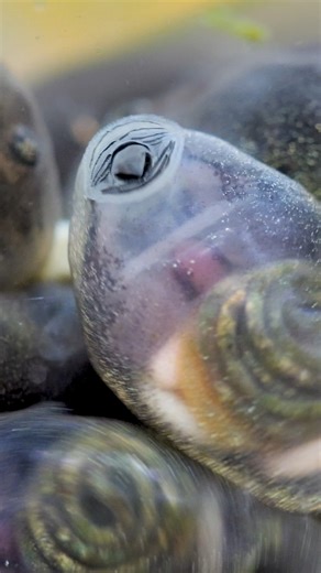 4.9K views · 212 reactions | For the first time ever, Aussie Ark has...