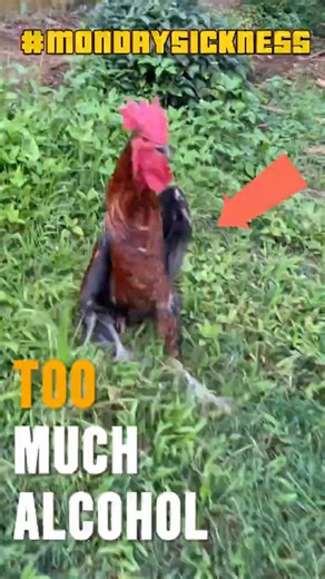 Chicken Tried to Crow… But Life Said NOPE 😂🐓 #funny #funnyanimal #funnychickens