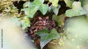 Am Teich sitzender Frosch fängt eine Fliege