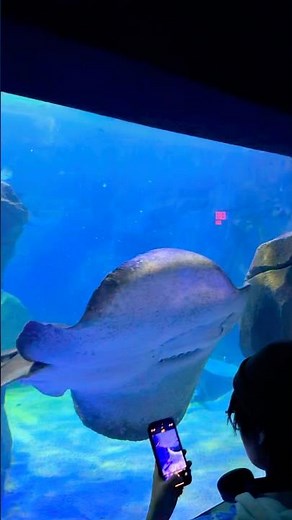 Giant Stingray Close-Up 🐠 Ripley’s Aquarium Toronto