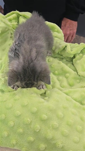 This sweet boy is Nugget. We think his biscuit making skills are top notch at his age. #catbiscuits | Bostic Veterinary Hospital