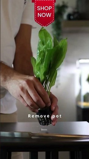 Amazon Swords (Echinodorus) | Canton Aquaics - Buy now