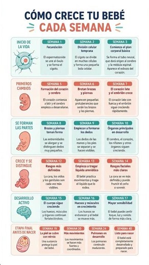 Así crece tu bebé semana a semana 🤍👶
