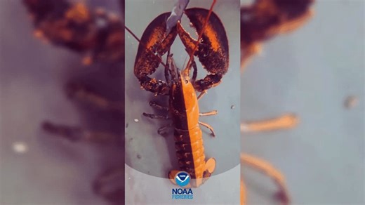 'A once-in-50 million catch': Split-color lobster found in Cape Cod waters