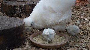 Birds, Chick, Nest, Bird House