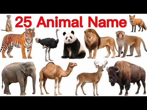 25 Animal Names in English and Hindi | Animals for Kids Learning 🦁🐘