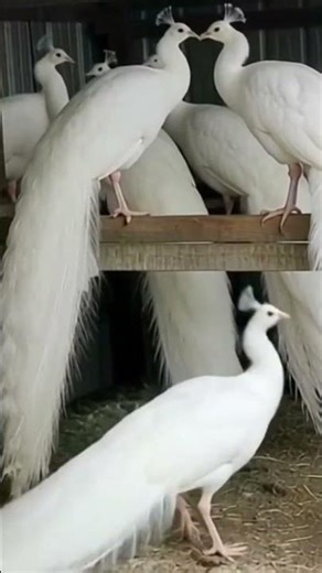 #मोर एक दुसरे को परेशान कर रहे है #मोर #मोरनी # love #funny # shorts#share and subscribe