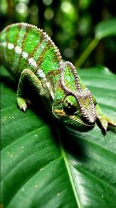 Wildlife ASMR for Sleep | Relaxing Close-Up Animal Sounds