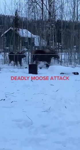 Surviving a Deadly Moose Attack - Shocking Footage