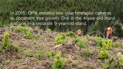 In 2015, Oregon Forest Resources Institute - OFRI installed two solar cameras to document tree growth in two harvested forest stands. Take a look at what they captured over time 👀 | Healthy Forests, Healthy Communities