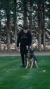 26K views · 2.8K reactions | Old boys still got it . #protectiondogs #protectiondogsworldwide #eliteprotectiondog #obedientdog #obedienttraining #obediencetraining #dogtraining #germanshepherd #shepherd #blackshepherd | Protection Dogs Worldwide | Facebook