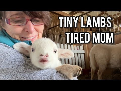 Tiny Lambs & Tired Mom | Dummy Lamb Syndrome | Madigan Squeeze Technique