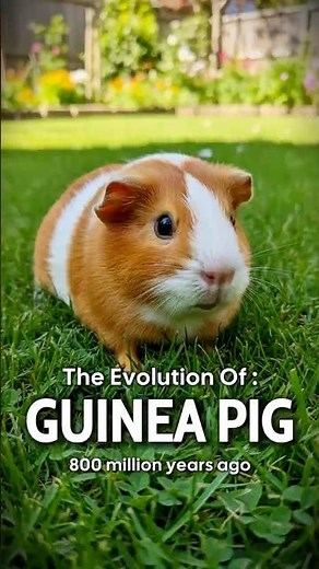 🐹 The Evolution Of Guinea Pig 😏 | From Pliocene Puffballs to Cute Chaos 🌿 | 60s Evolution