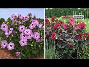 Cottage Farms 2-Piece Hardy Hibiscus Live Plants Collection on QVC