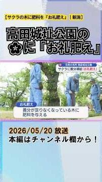 花見の名所・高田城址公園のサクラに「お礼肥え」栄養を補給