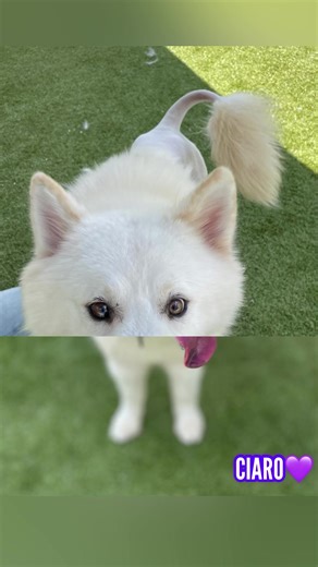 Another new #husky on the adoption and he’s stunning. CIARO is a nice mid-sized #whitehusky looking for a loving home. #adoptdontshop #adoptashelterpet Know the breed: Siberian Husky, a thickly coated, compact sled dog of medium size and great endurance, was developed to work in packs, pulling light loads at moderate speeds over vast frozen expanses. Sibes are friendly, fastidious, and dignified. The graceful, medium-sized Siberian Husky’s almond-shaped eyes can be either brown or blue’¿and some