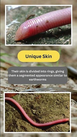 5 WORM LIZARD FACTS That Will AMAZE You