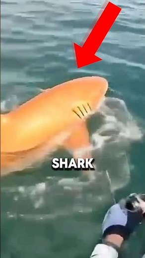 The World’s First Orange Shark?!