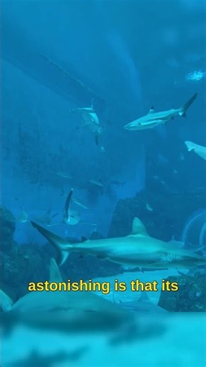 Hidden City Found Deep Below Ocean Surface Changes Our Understanding