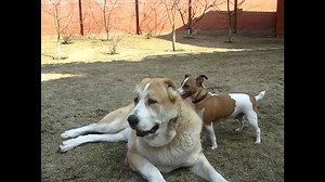 28K views · 752 reactions | BACK SCRATCHES | Funny Videos | Facebook