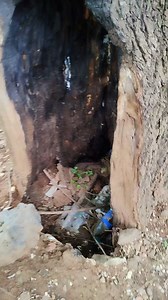 Un árbol de amapa ha perdido gran parte de la madera de su tronco, sin embargo, sigue luchando por su supervivencia dejando un ejemplo de perseverancia. Del género Handroanthus es conocida como Amapa, Amapa blanca, Amapa colorada, Amapa prieta, Amapa rosa, Amapola, Cortez negro, Guayacán, Guayacán amarillo, Lapacho Rosado, Palo de rosa, Pata de león, Primavera, Roble, Roble serrano, Rosa morada, Verdecillo. #amapa #naturaleza #campo #enseñanza #plantas #motivational #arboles | Frutas y Plantas E