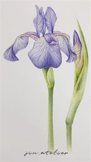 Iris Drawing / #botanicalart / 붓꽃 그리기 / #shorts