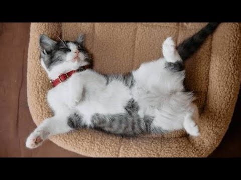 Funny Sleeping Positions Only Cats Can Do!