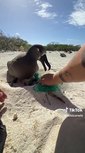 Kure Atoll: Protecting Albatross Amid Plastic Pollution