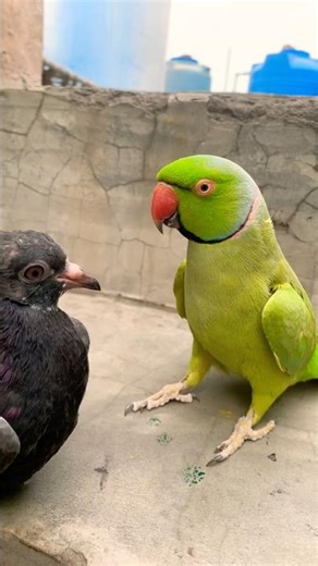 Indian Ringneck parrot video # Talking parrot video #viralvideo #nonstoptalkingparrot #talkingparrot