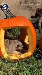 A mischievous meerkat enjoyed a pumpkin playhouse at California’s Oakland Zoo! 🎃 | storyful