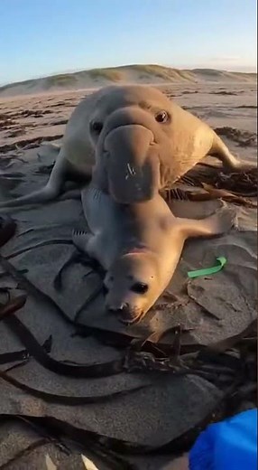 ⚠️ GIANT CHARGE! Elephant Seal Rescue! 🌊 거인의 돌격! 코끼리물범 새끼 구조!