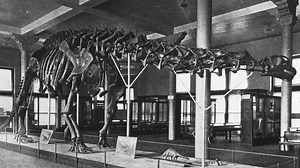 The Brontosaurus is Back