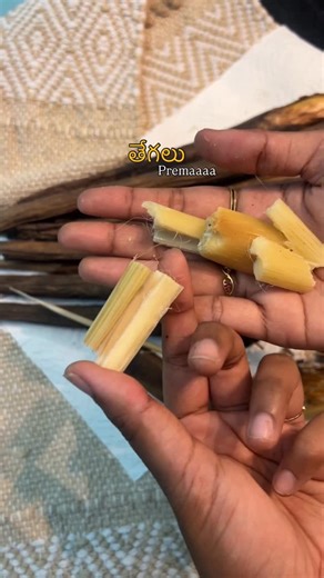 Keerthi on Instagram: "Have you ever tasted Tegaluu ✨🎉 (Thegalu, palmyra sprout, thaati thegalu, village finds, rich in fiber, traditional and authentic food in winter season, Sankranthi season, tribal finds, Godavari, konaseema)"